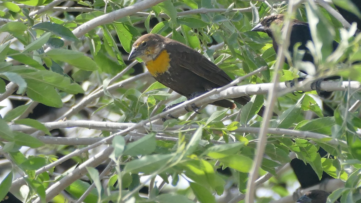 Yellow-headed Blackbird - ML615825820