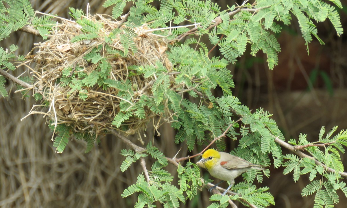 Verdin - Edward McKen