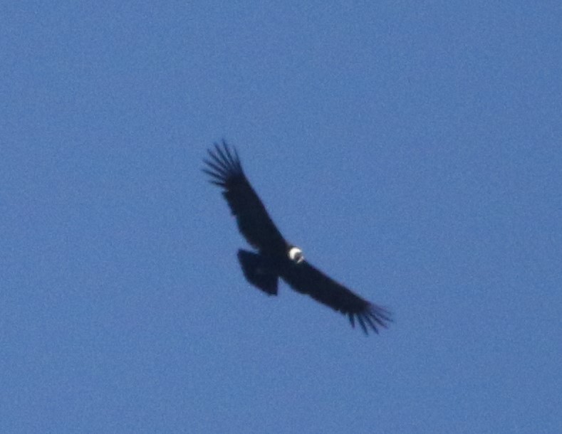 Andean Condor - ML615825896