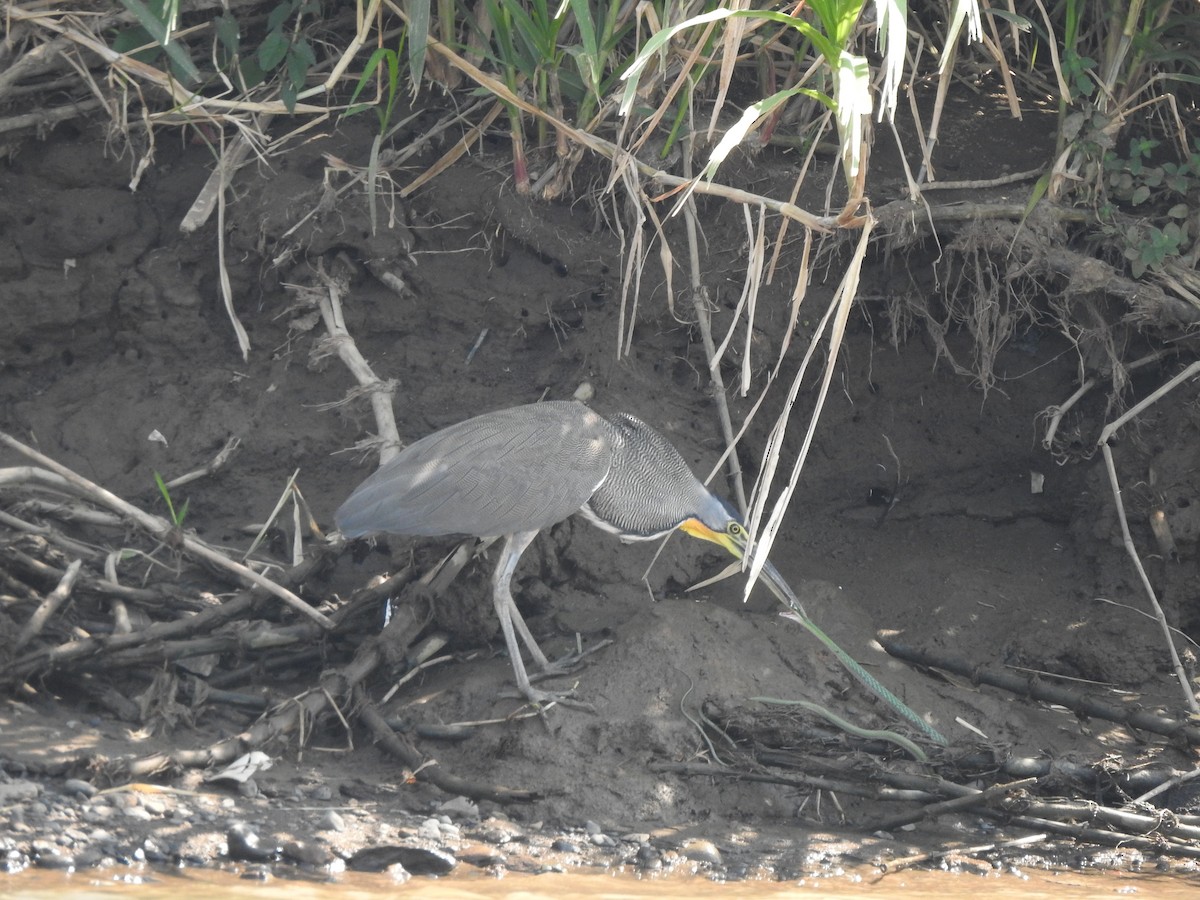 Bare-throated Tiger-Heron - ML615825924