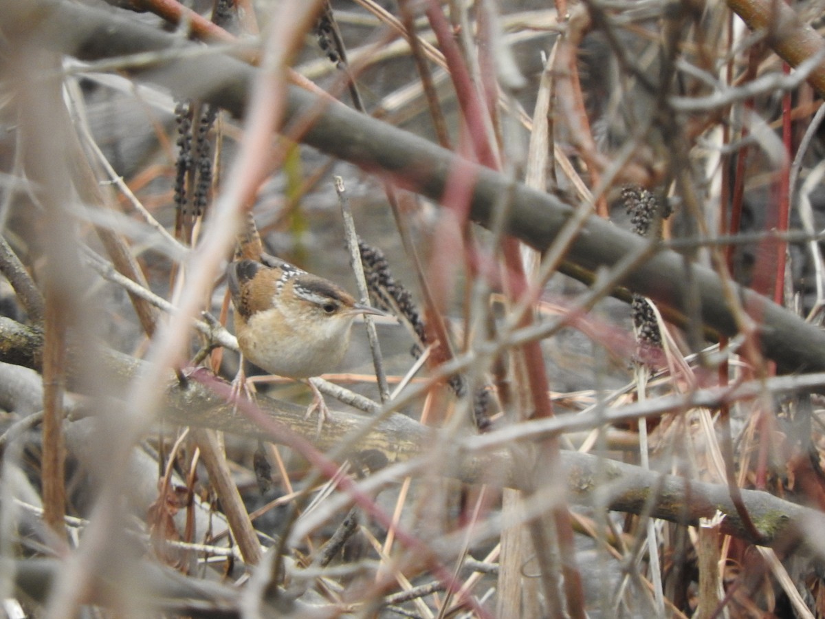 Marsh Wren - ML615825967