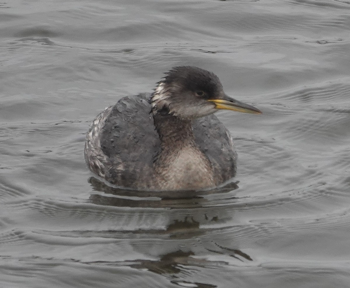 Red-necked Grebe - ML615826025
