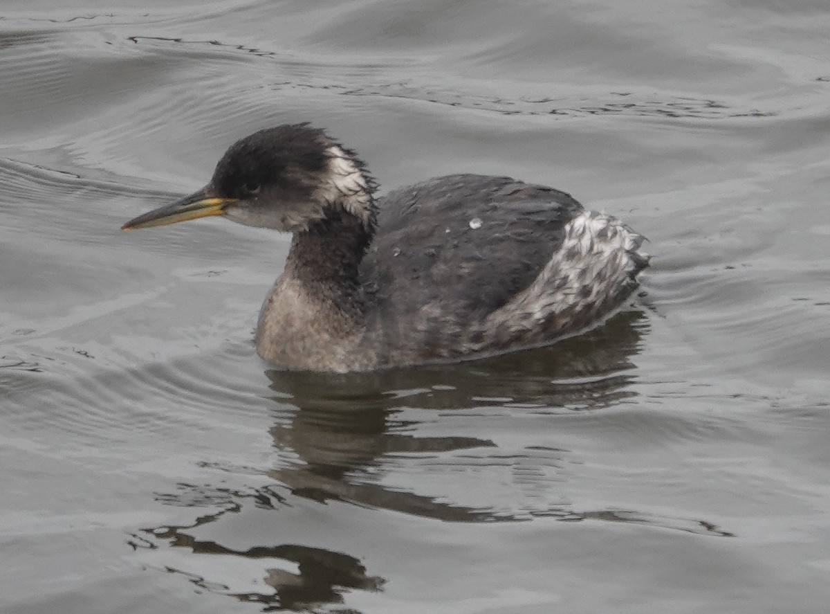 Red-necked Grebe - ML615826026