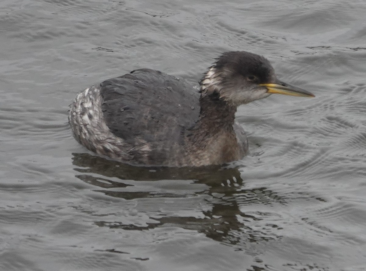 Red-necked Grebe - ML615826027