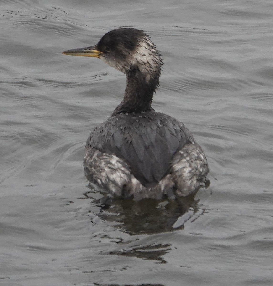 Red-necked Grebe - ML615826028