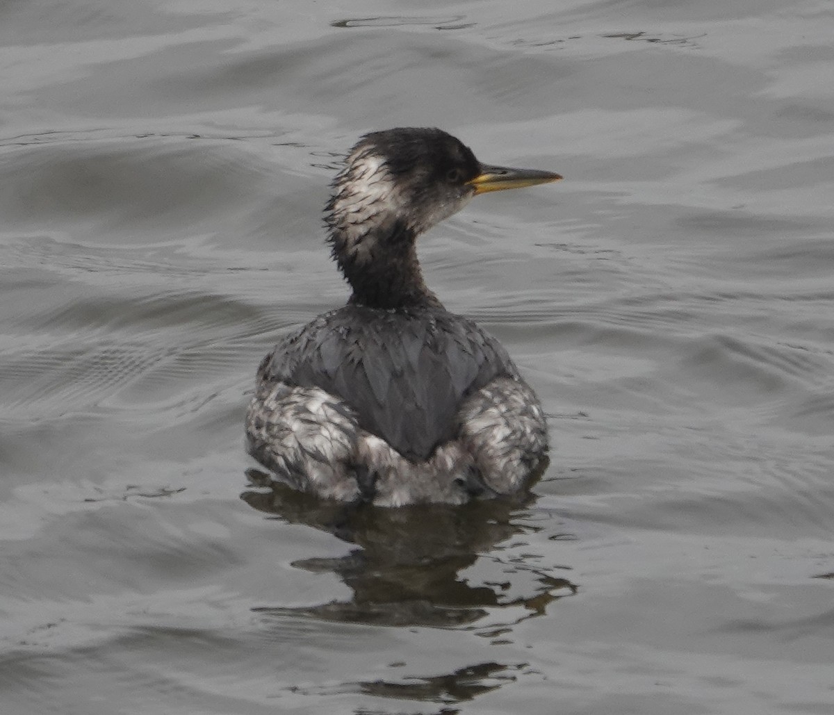 Red-necked Grebe - ML615826029