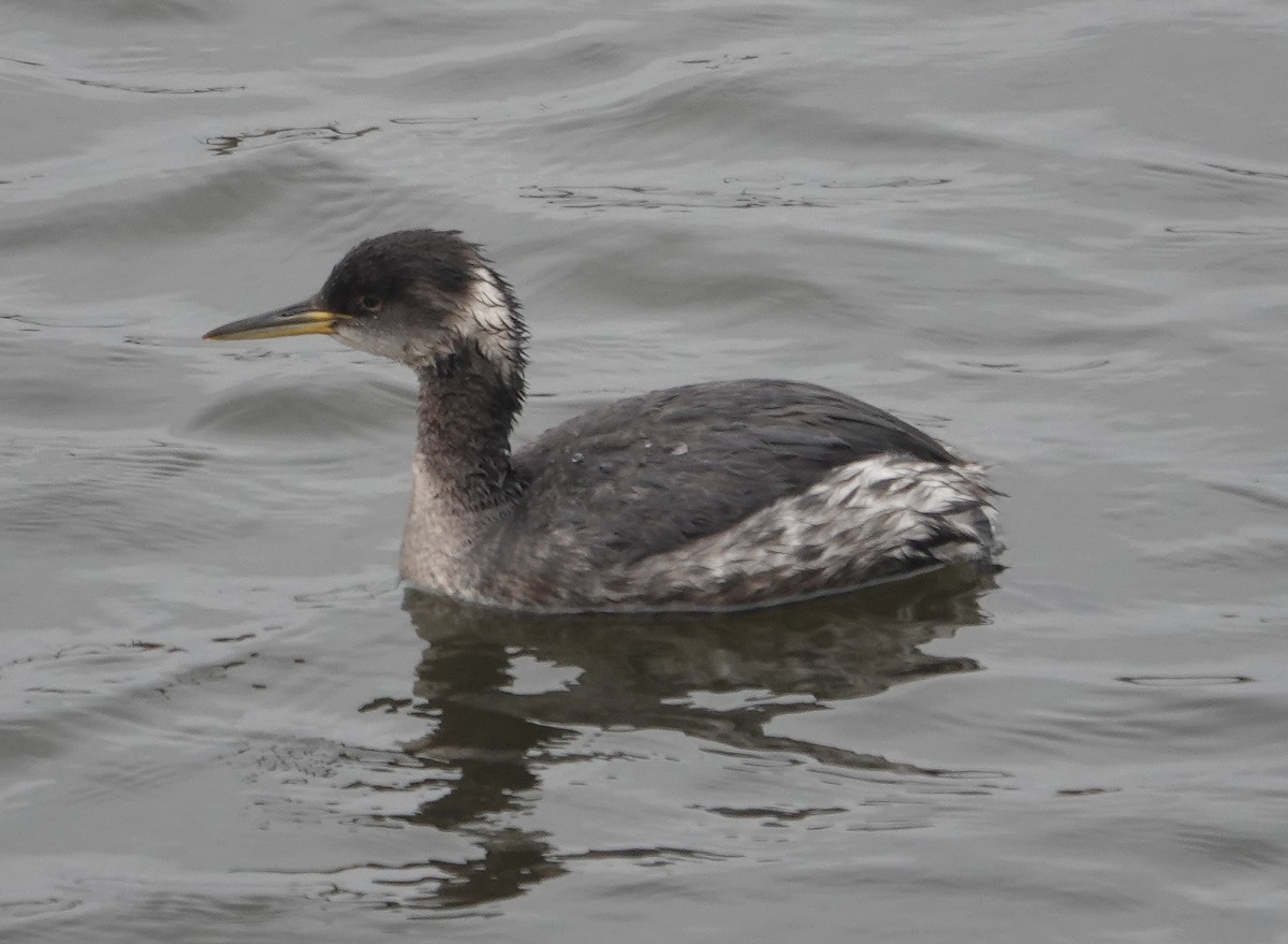 Red-necked Grebe - ML615826030