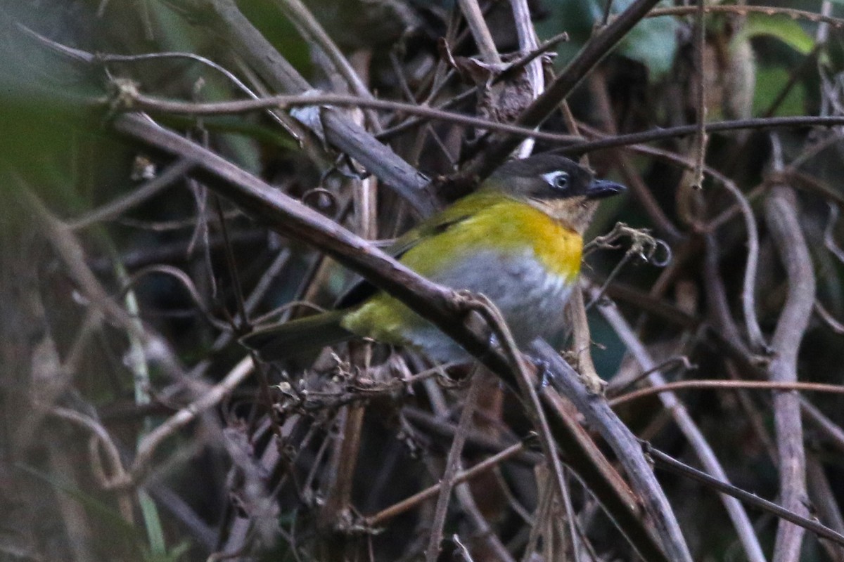 Clorospingo Común (grupo venezuelanus) - ML615826039