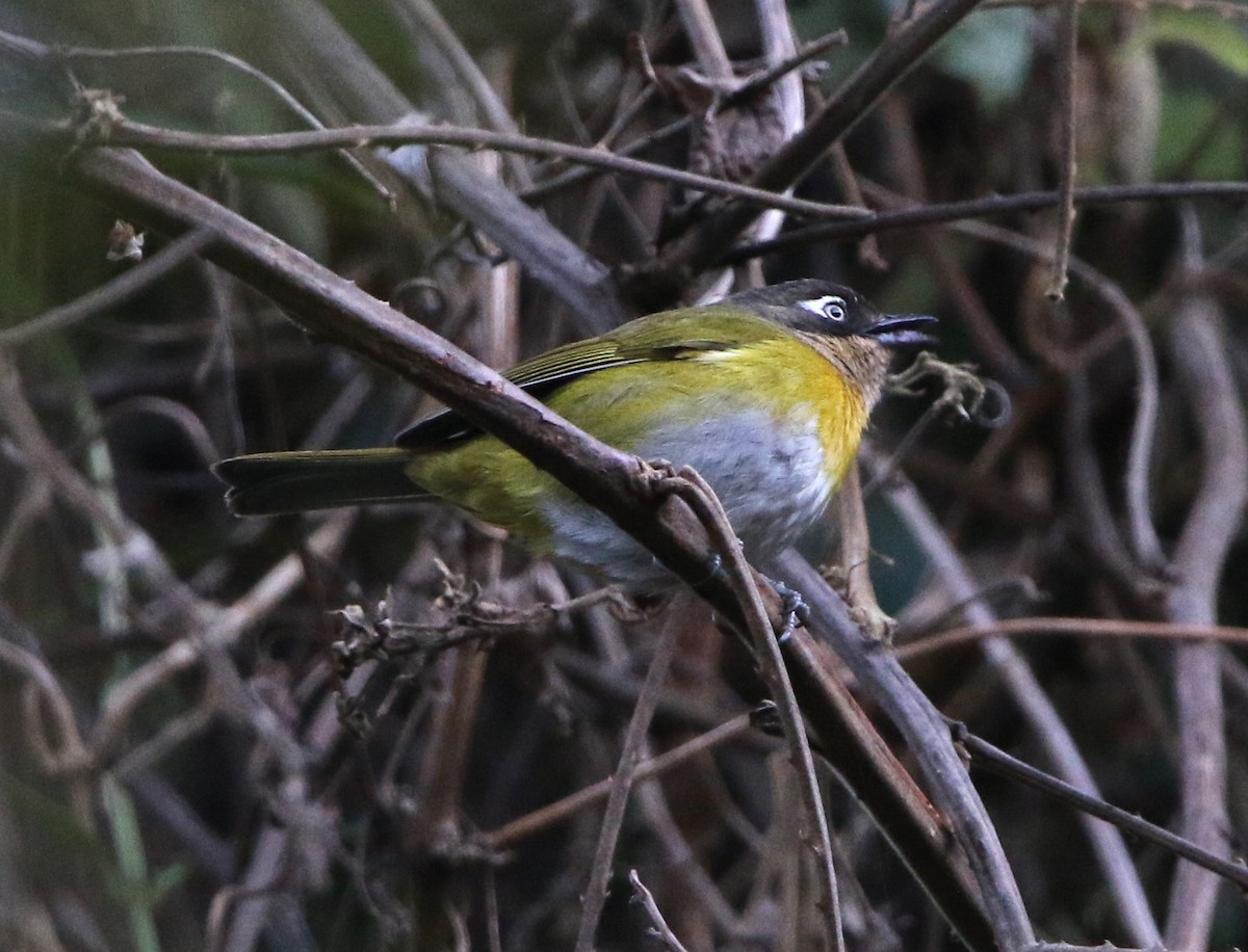 Common Chlorospingus (Venezuela) - ML615826040