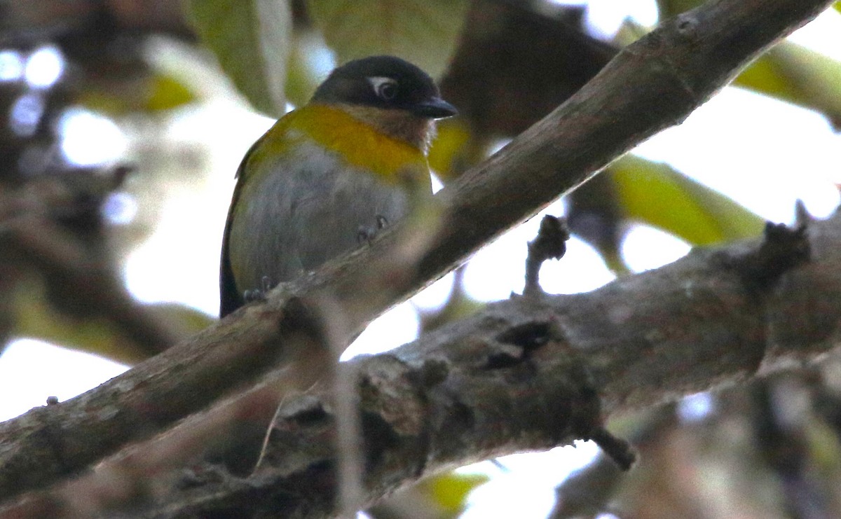 Common Chlorospingus (Venezuela) - ML615826041