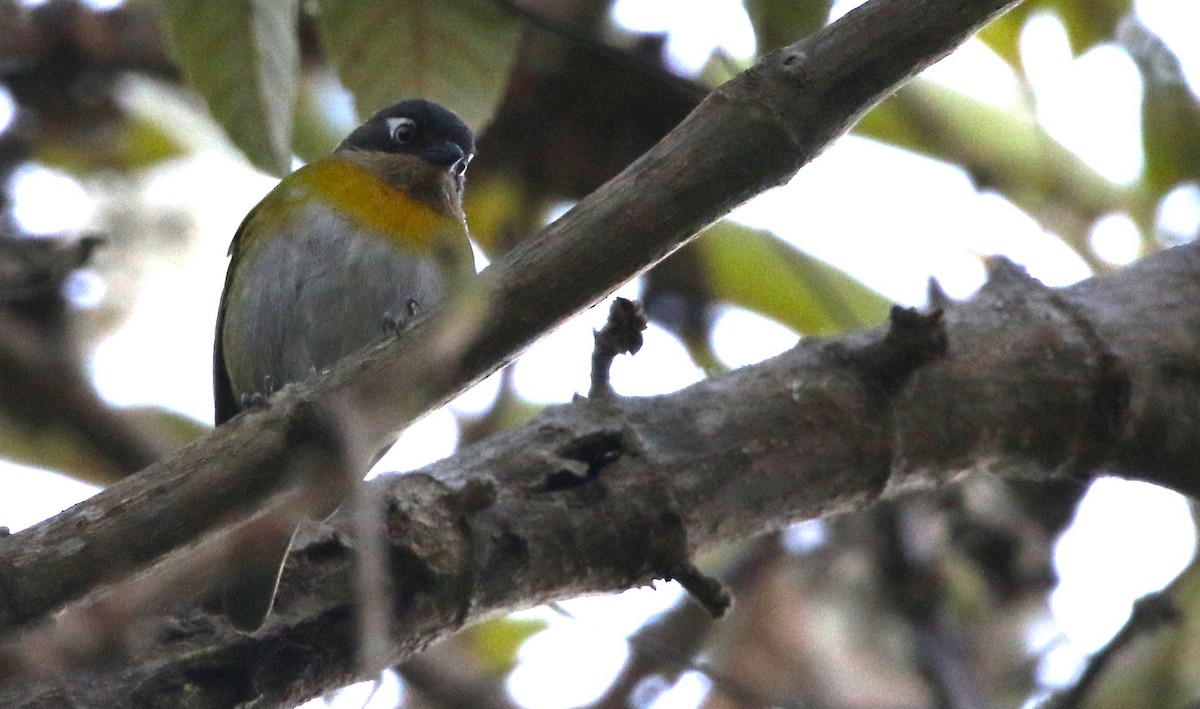 Common Chlorospingus (Venezuela) - ML615826042