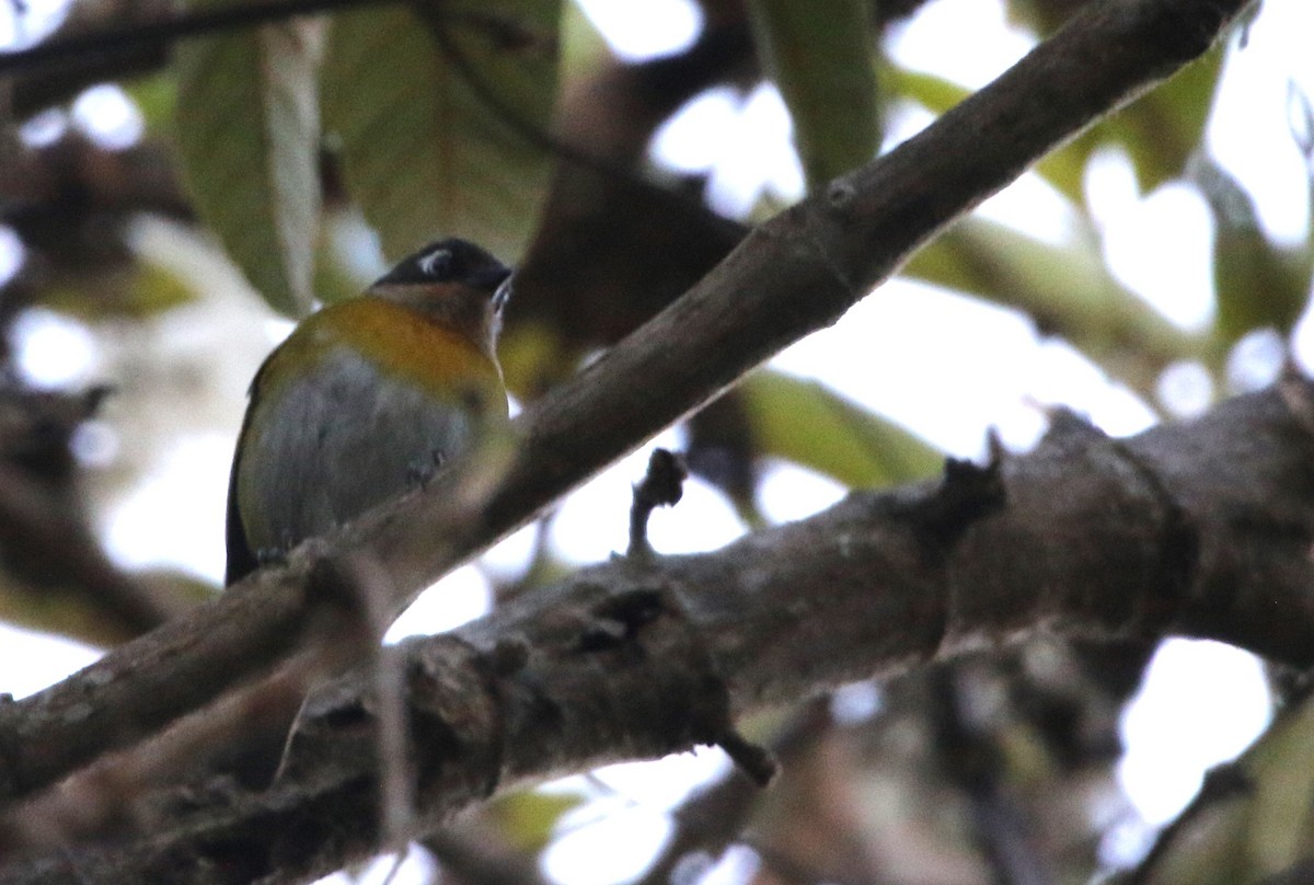 Common Chlorospingus (Venezuela) - Daniel Lebbin