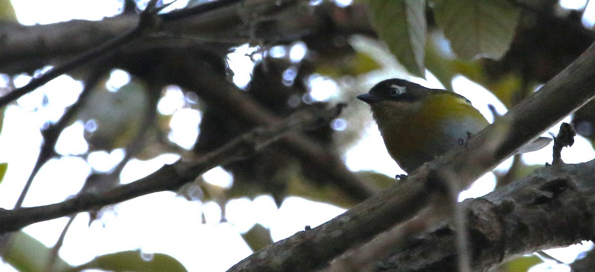 Clorospingo Común (grupo venezuelanus) - ML615826047