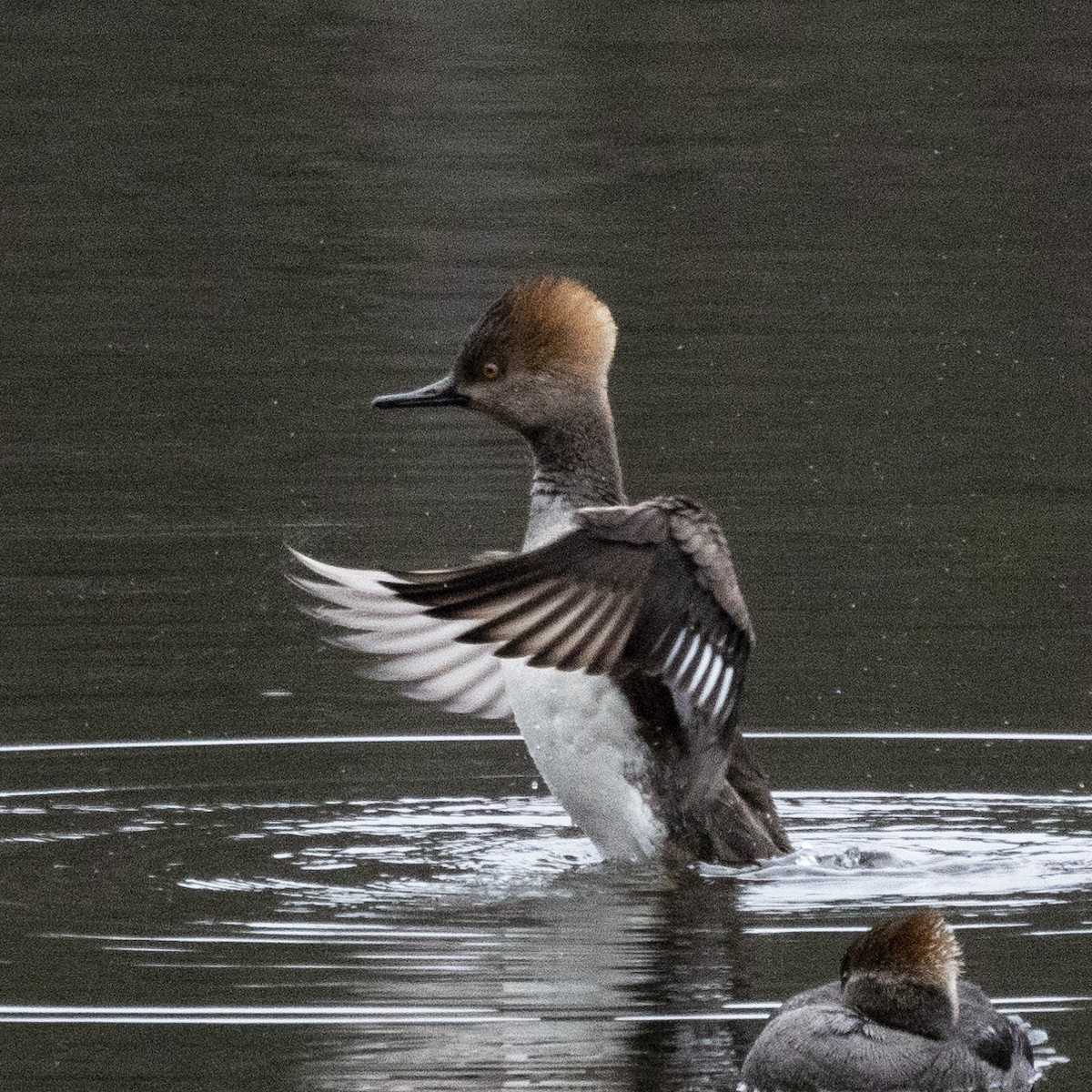 Hooded Merganser - ML615826115