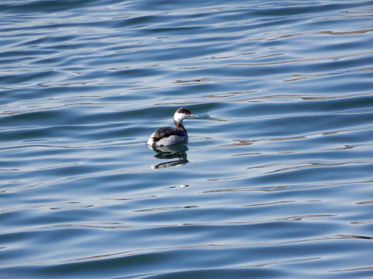 Horned Grebe - ML615826117