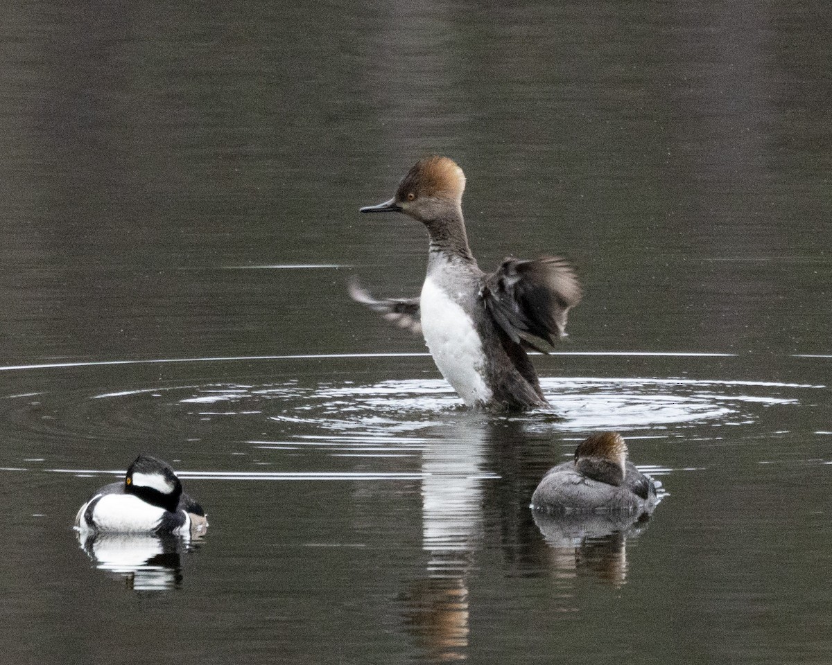 Hooded Merganser - ML615826118