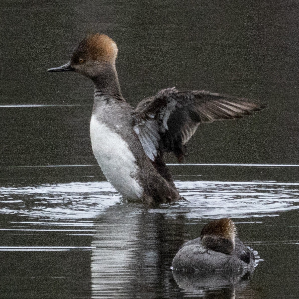 Hooded Merganser - ML615826122