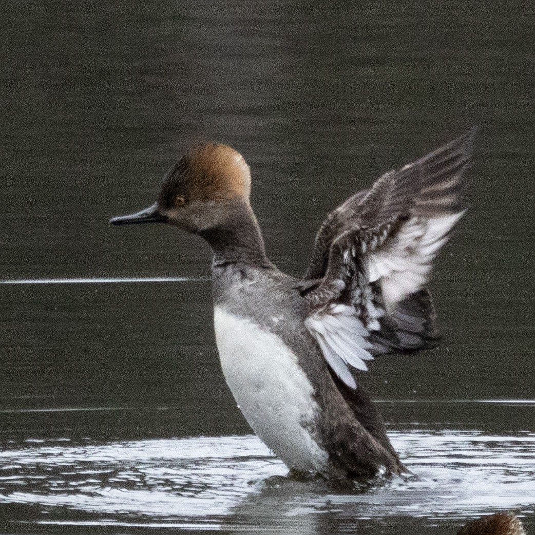Hooded Merganser - ML615826130