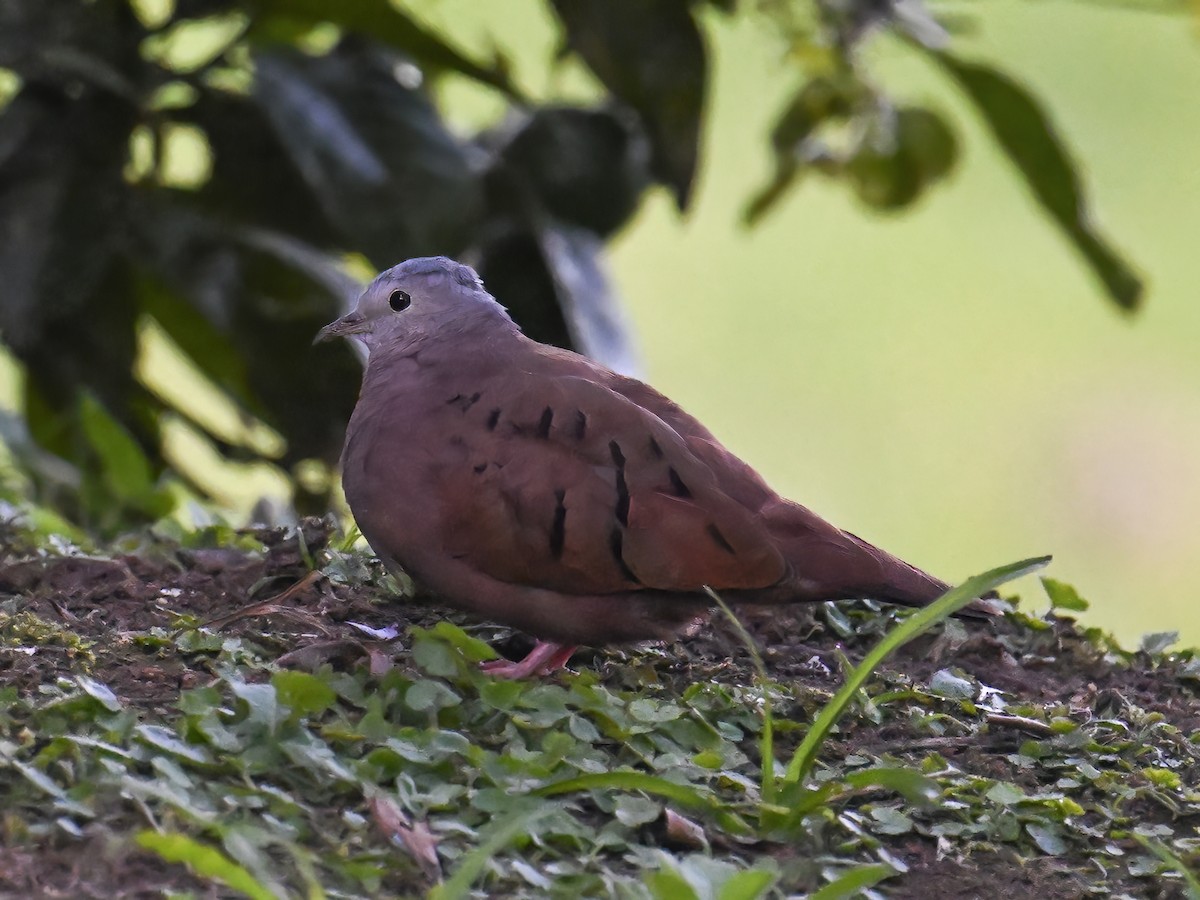 Ruddy Ground Dove - James M