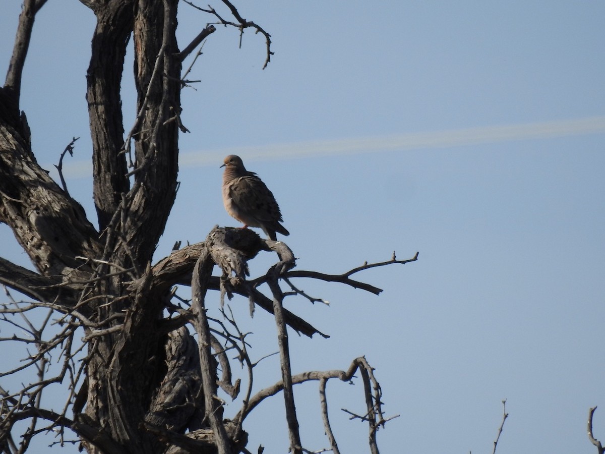 Mourning Dove - ML615826168