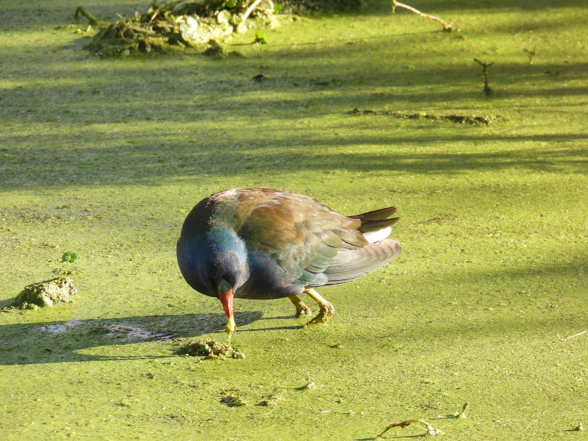 Purple Gallinule - ML615826201