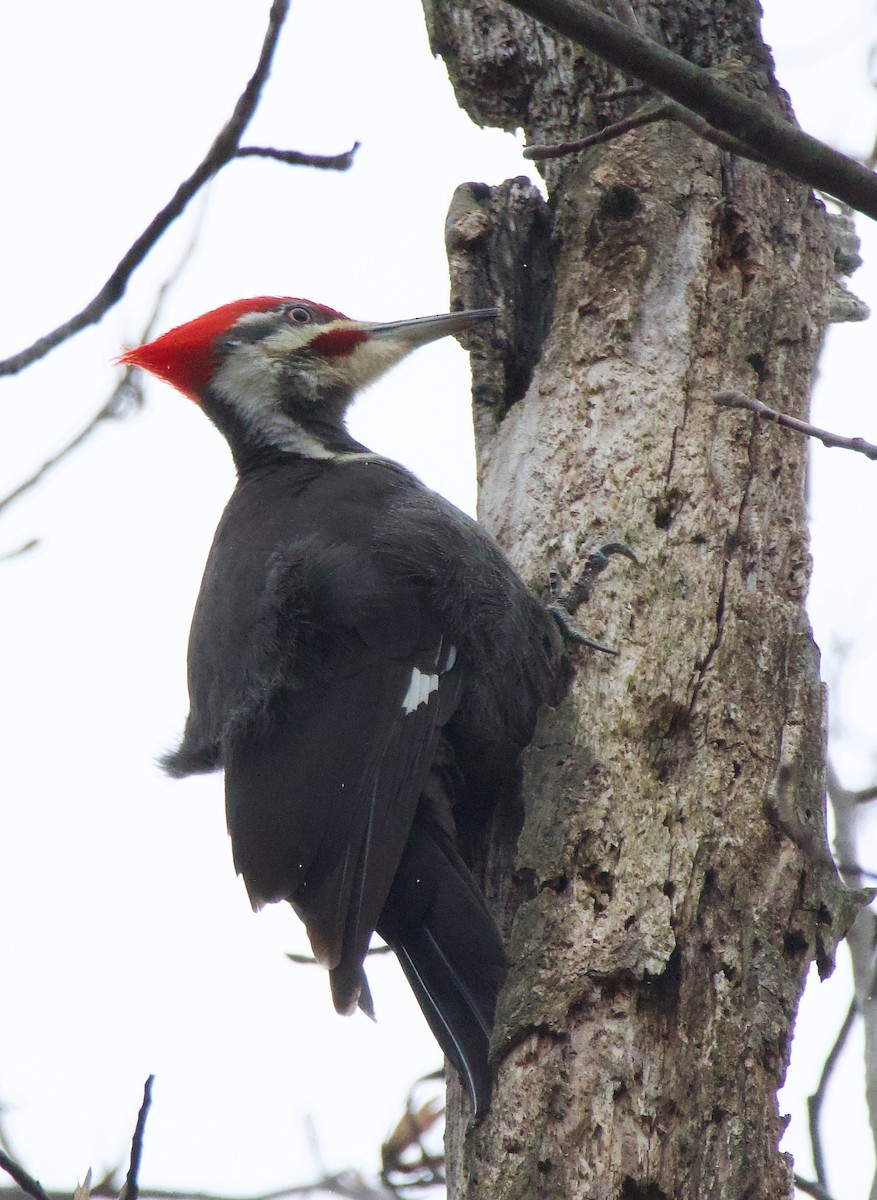 Pileated Woodpecker - ML615826206