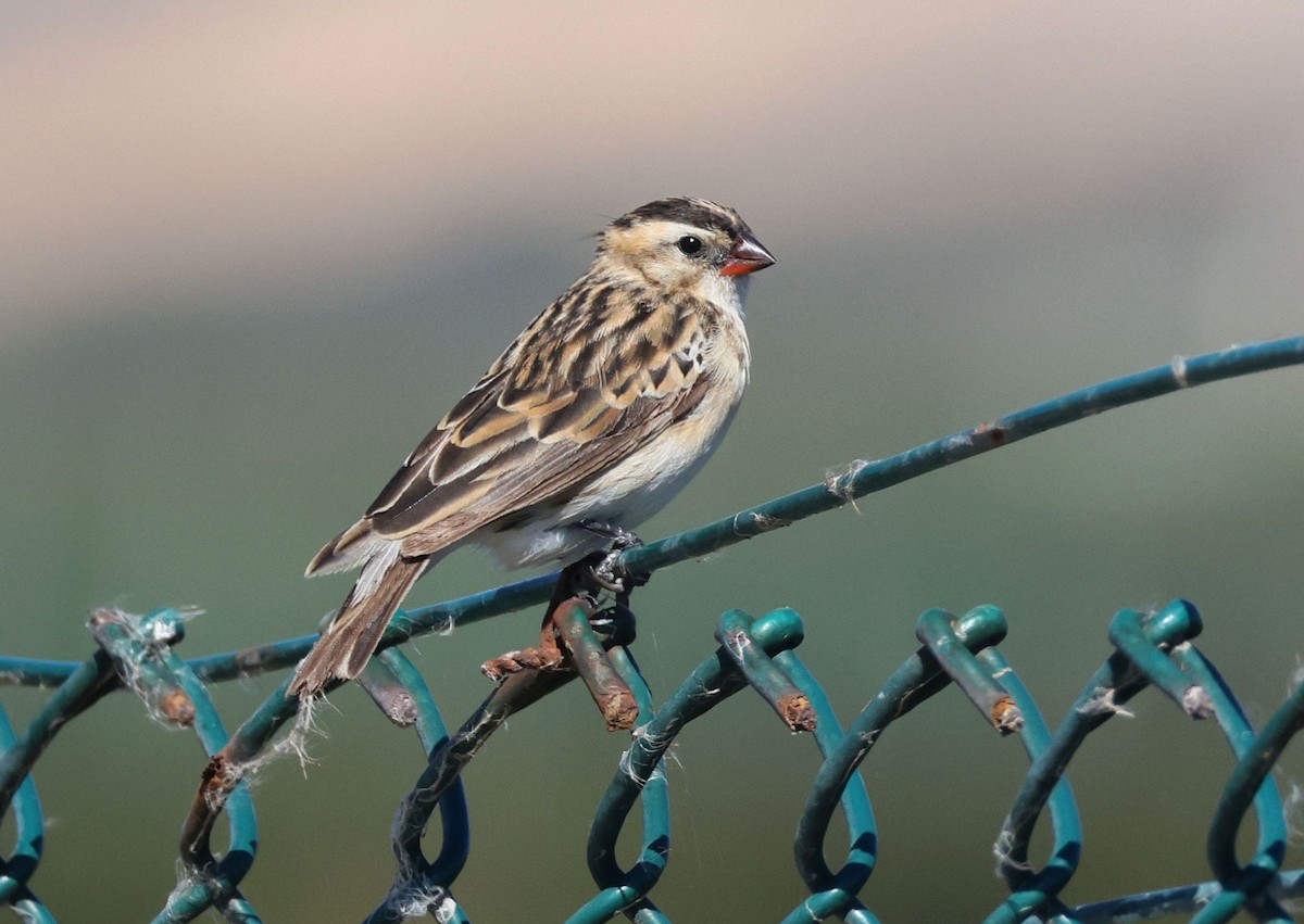 Pin-tailed Whydah - ML615826299