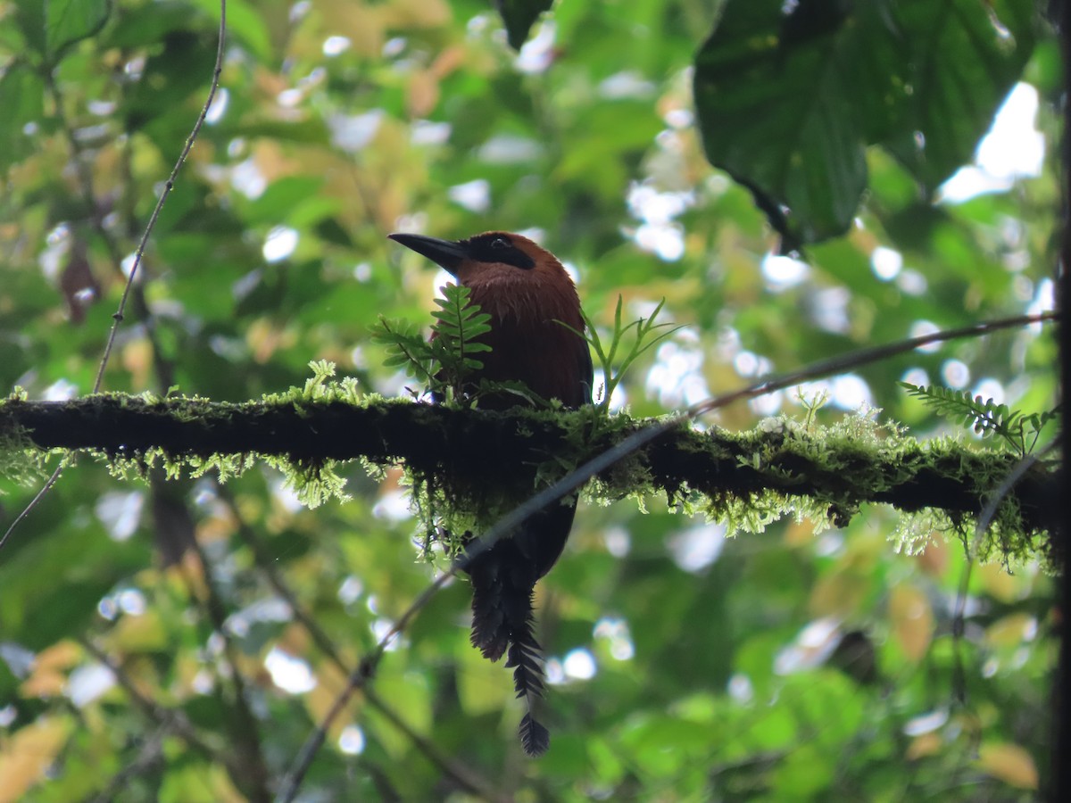 Rufous Motmot - ML615826331