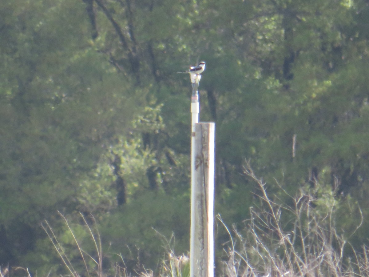 Loggerhead Shrike - ML615826372