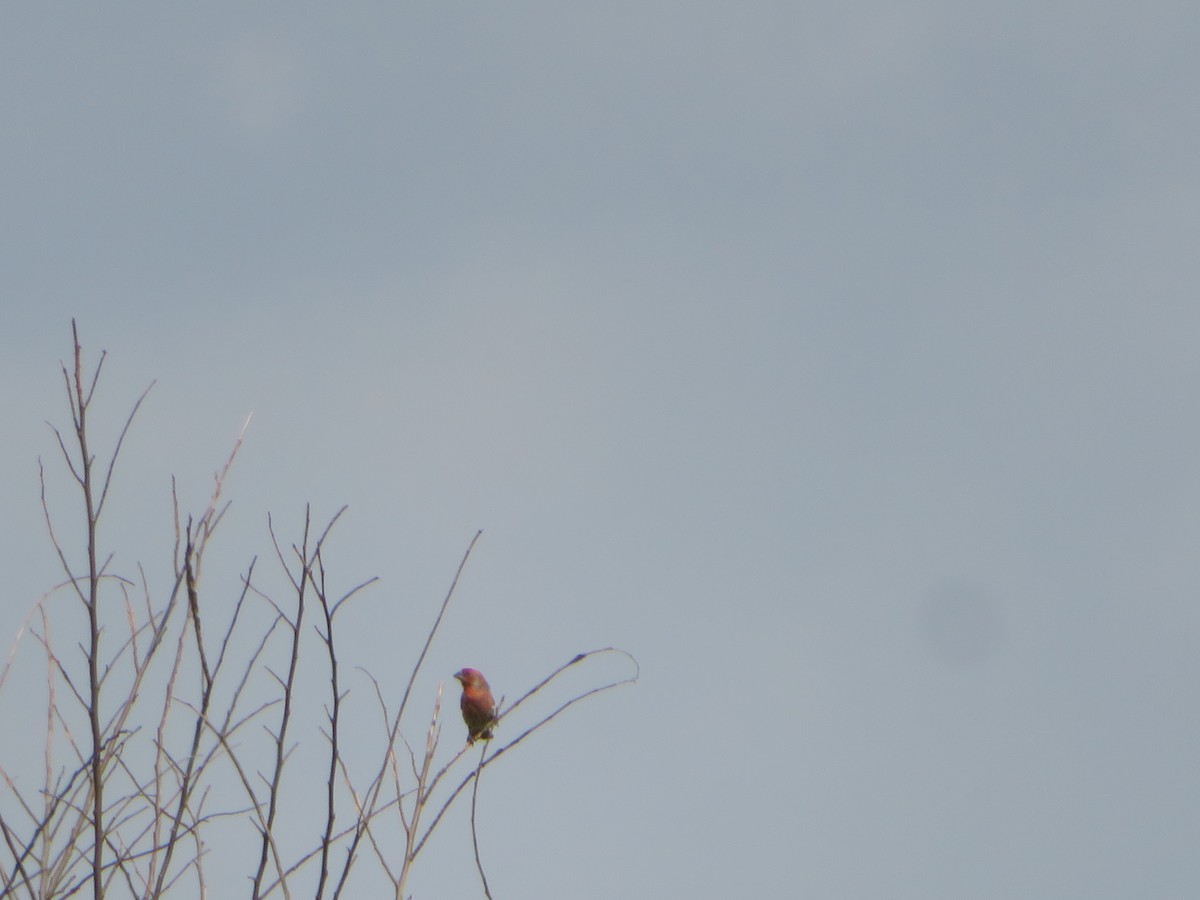 House Finch - ML615826385