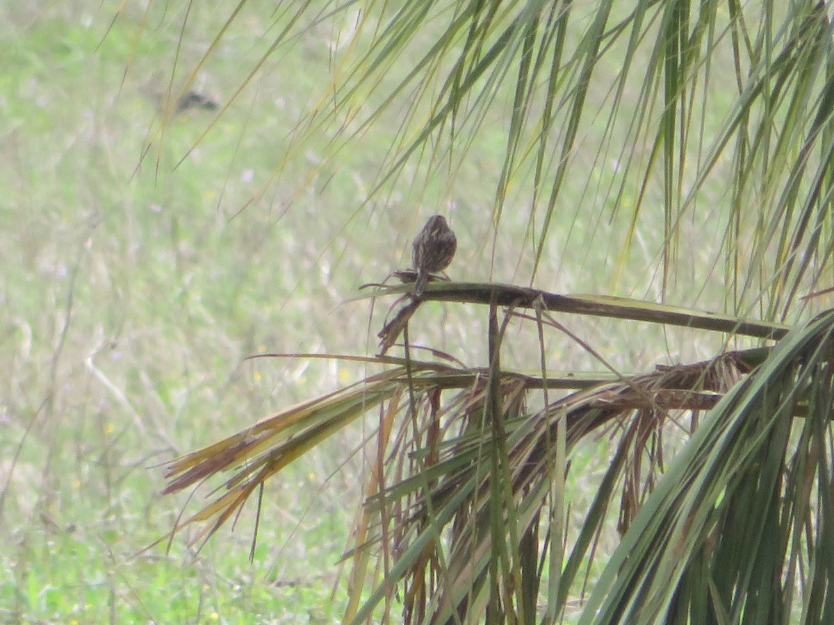 Savannah Sparrow - ML615826399