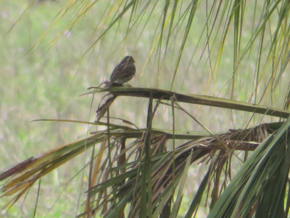 Savannah Sparrow - ML615826404