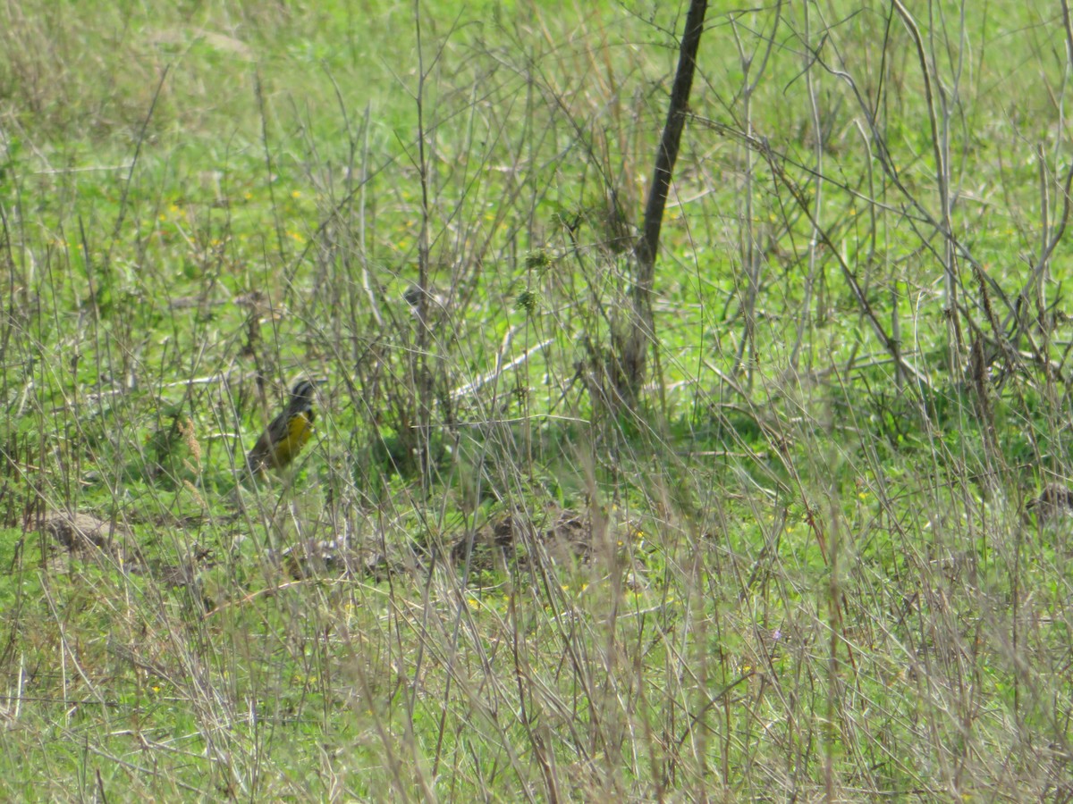 Eastern Meadowlark - Claudia Amsler