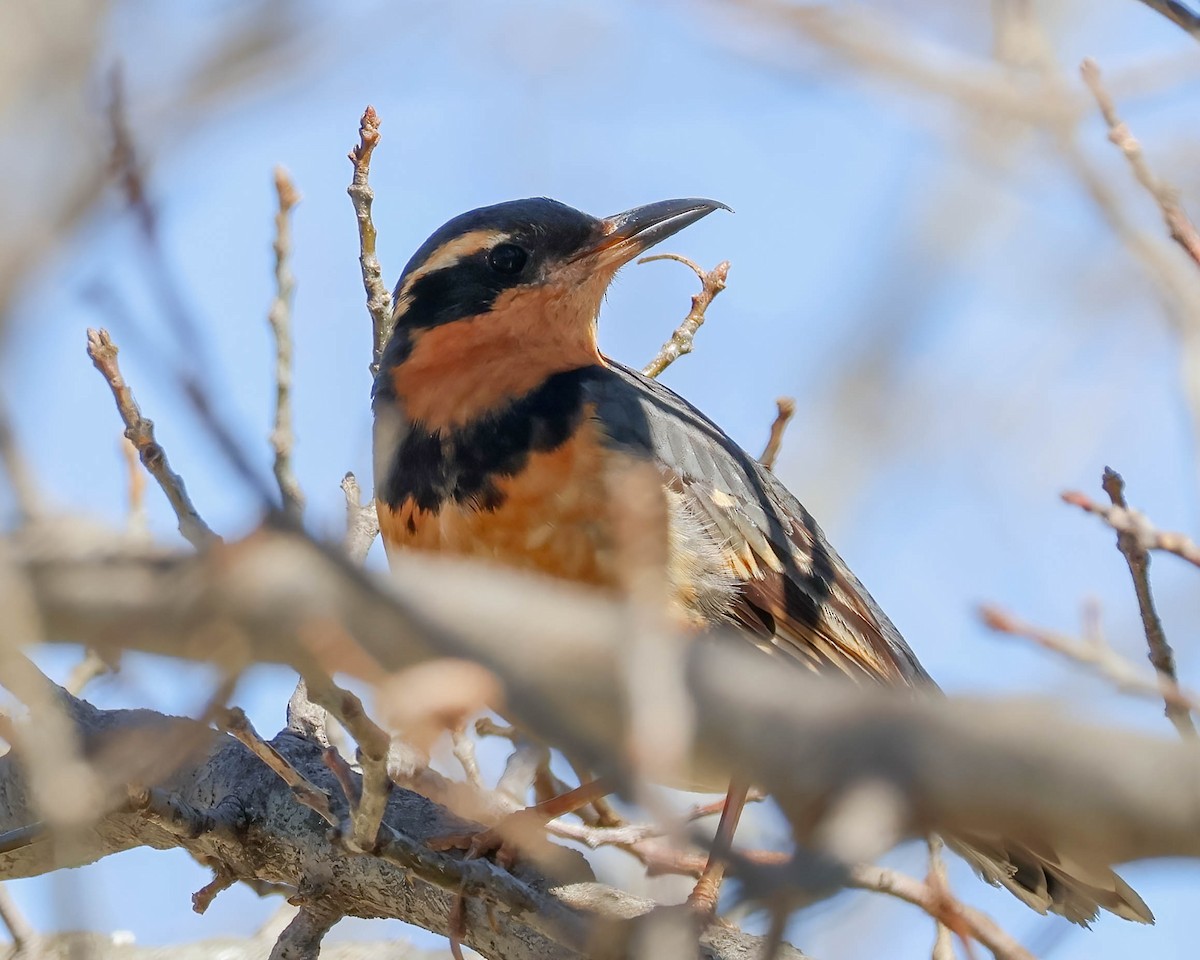 Varied Thrush - ML615826440