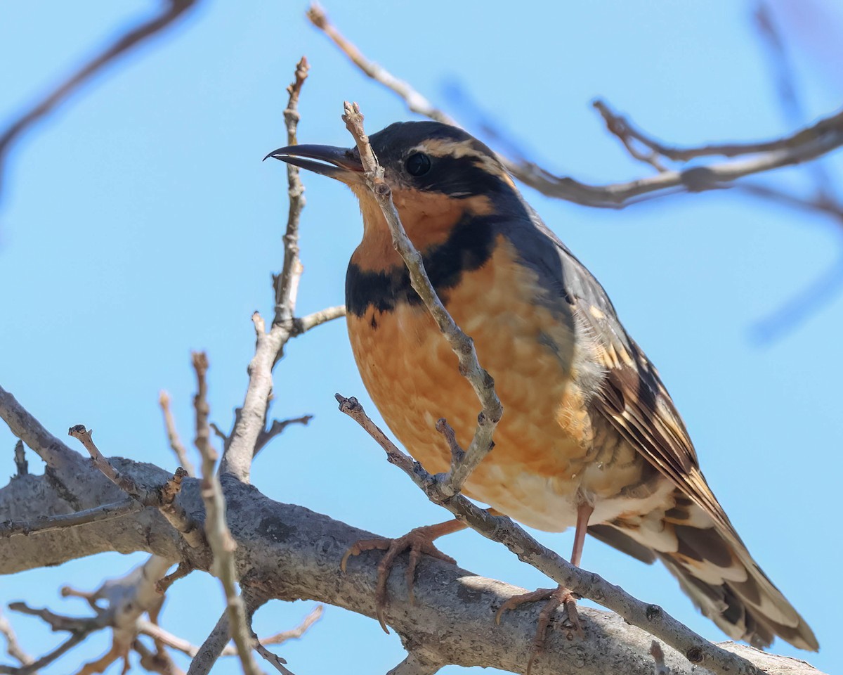 Varied Thrush - ML615826442