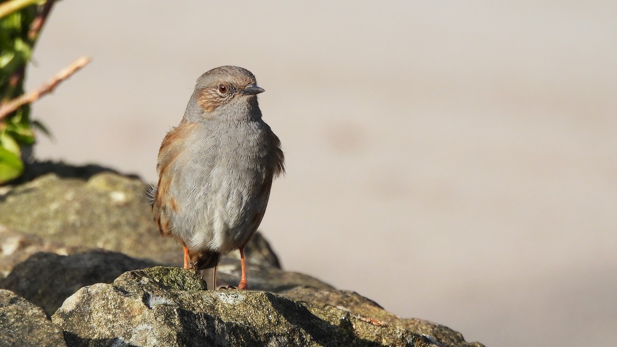 Dunnock - Andy  Woodward