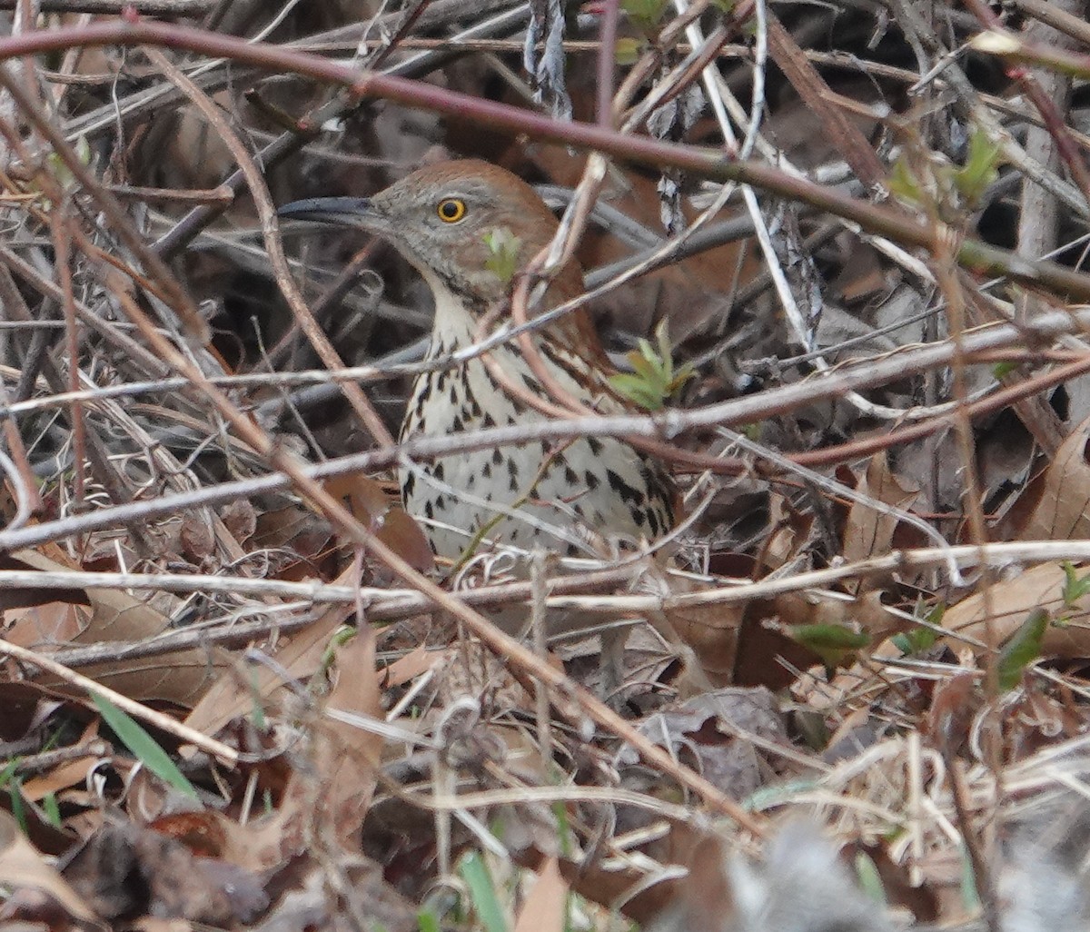 Brown Thrasher - ML615826515