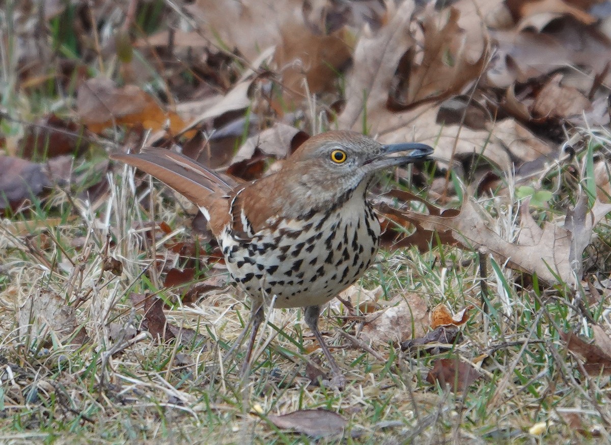 Brown Thrasher - ML615826516