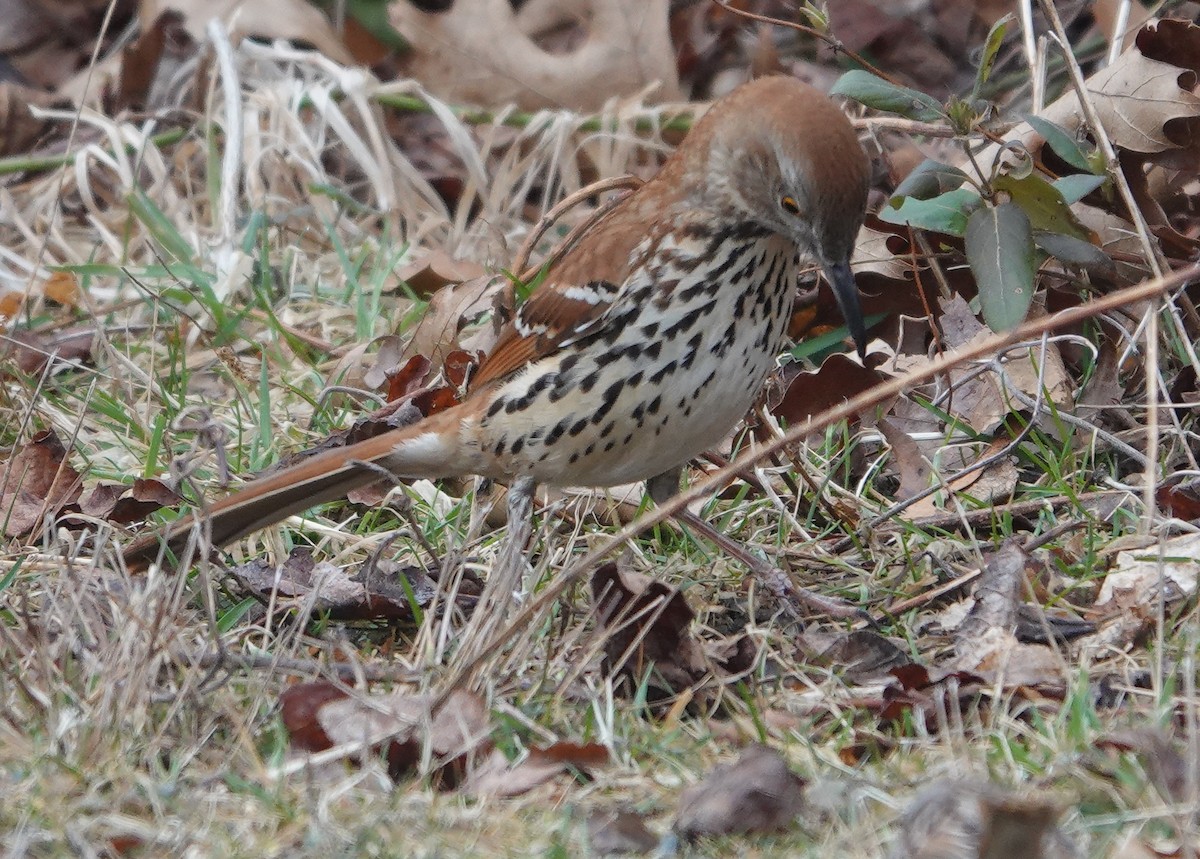 Brown Thrasher - ML615826517