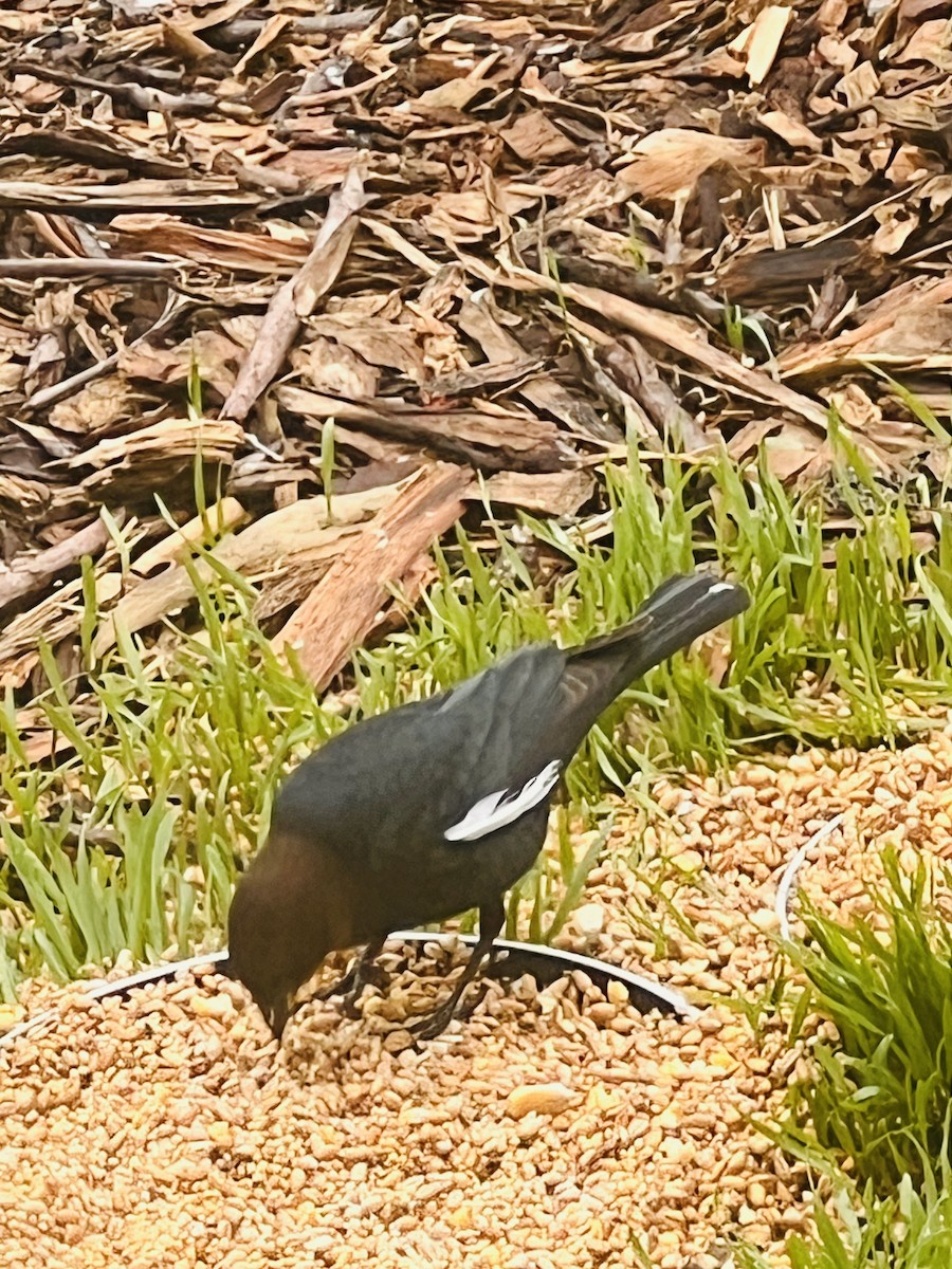 Brown-headed Cowbird - ML615826586