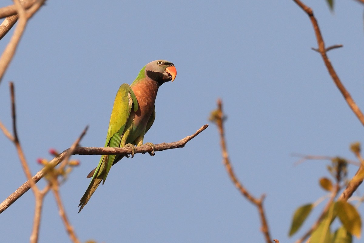 Red-breasted Parakeet - ML615826595