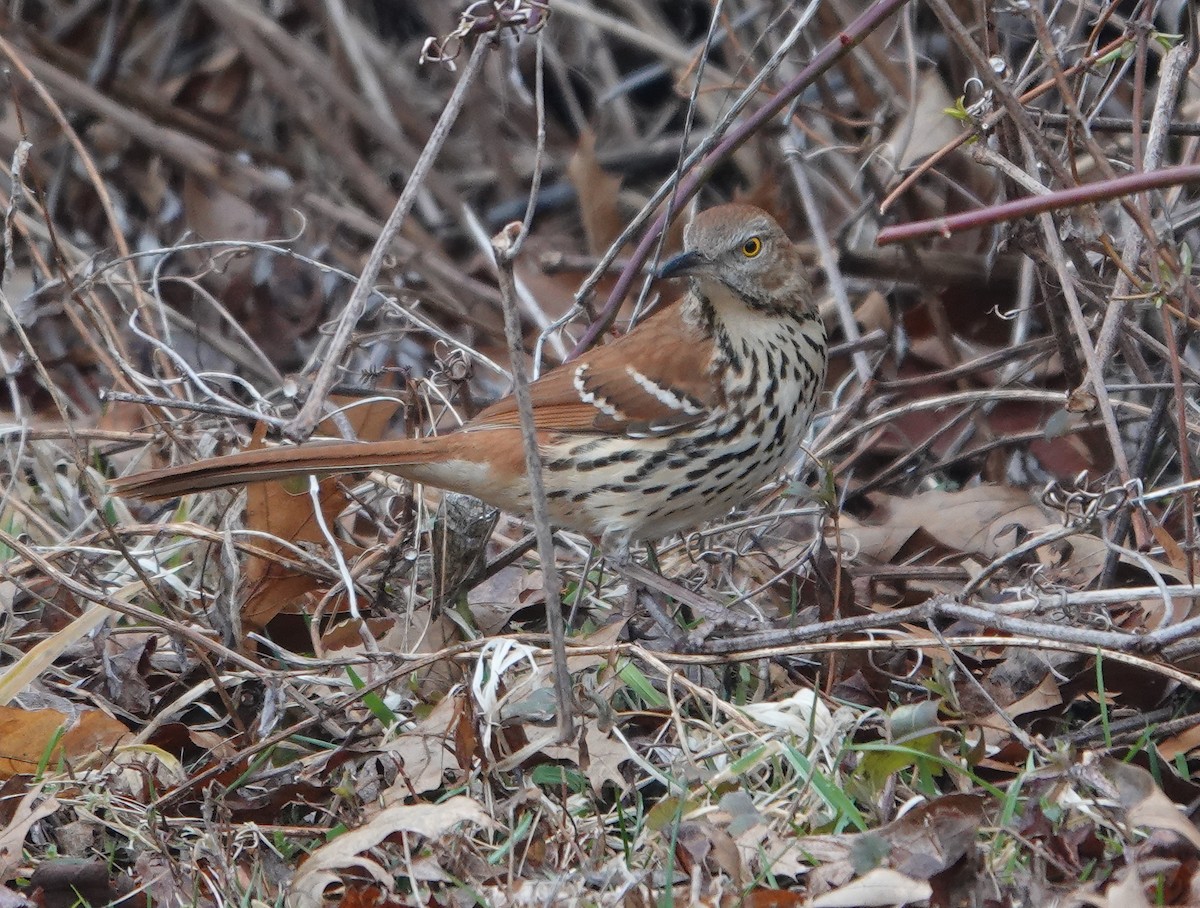 Brown Thrasher - ML615826611