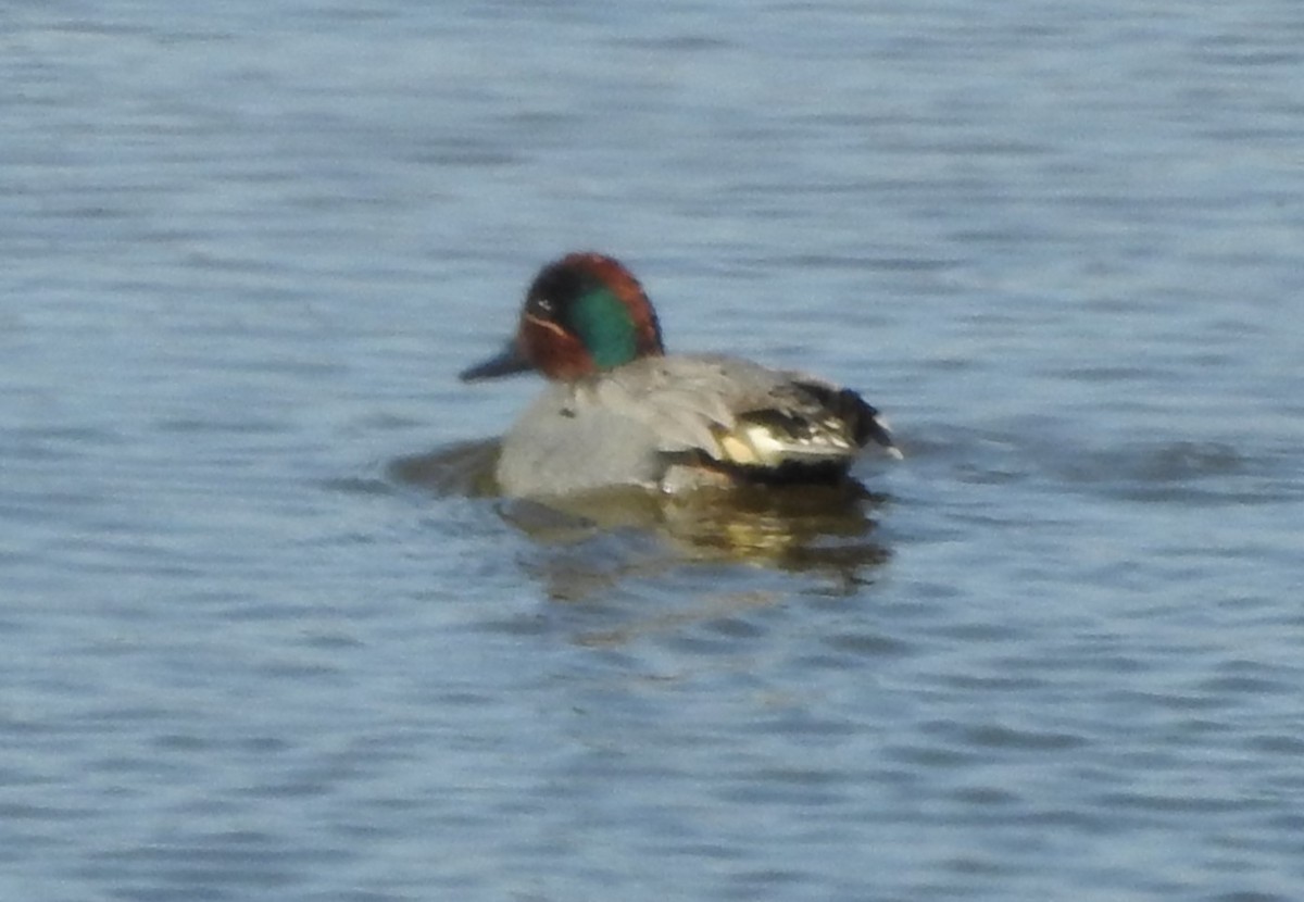 Green-winged Teal - ML615826620