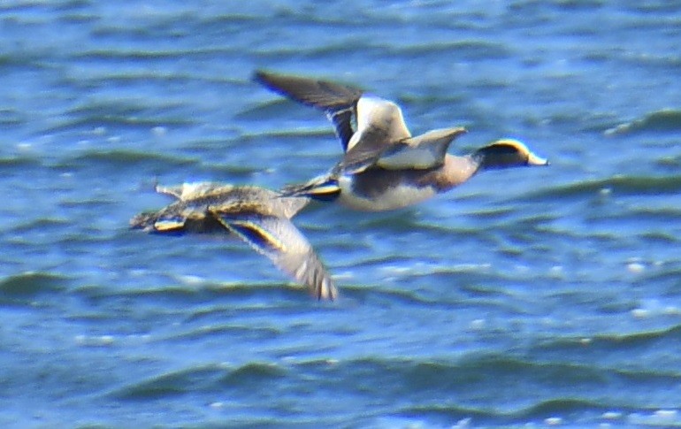 American Wigeon - M.K. McManus-Muldrow