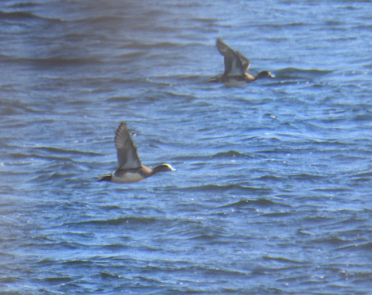 American Wigeon - M.K. McManus-Muldrow