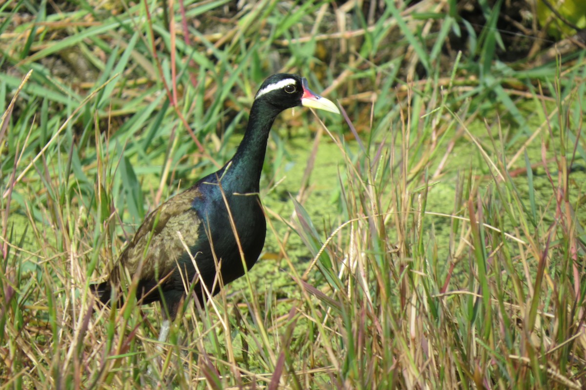 Bronze-winged Jacana - ML61582671