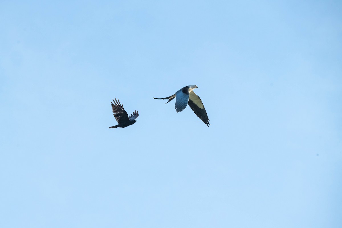 Swallow-tailed Kite - Lorraine Morecraft