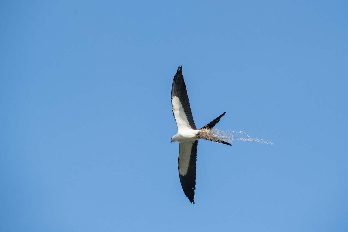 Swallow-tailed Kite - Lorraine Morecraft