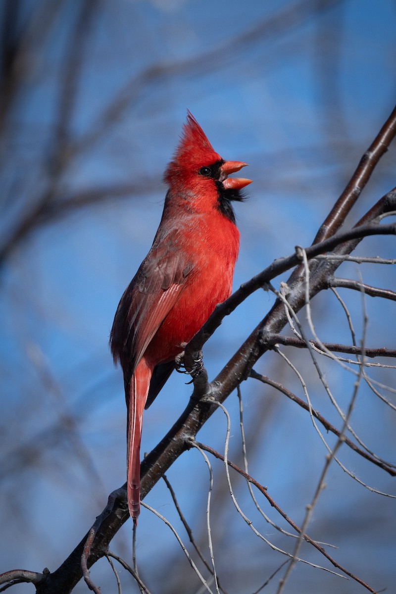 Northern Cardinal - Myron Peterson