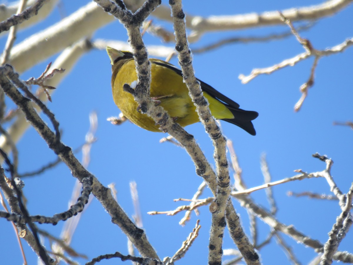 Evening Grosbeak - John Rutenbeck